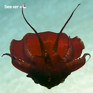 1.3M views · 3.3K reactions | A new type of strange-looking squid may have just been discovered in the Gulf of Mexico. | Seeker by The Verge | Facebook