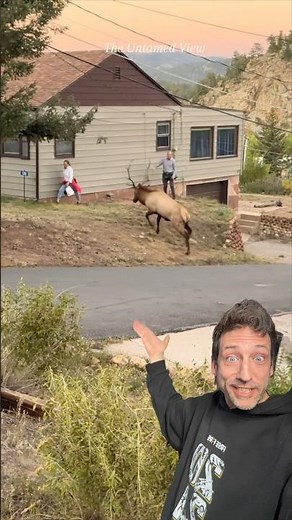 Never mess with an Elk