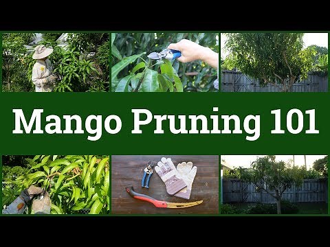 Mango Pruning 101