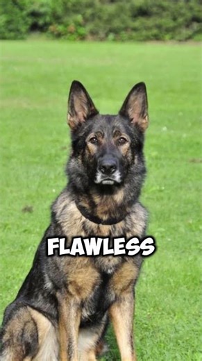 Dutch Shepherds Most Agile Dog on the Planet