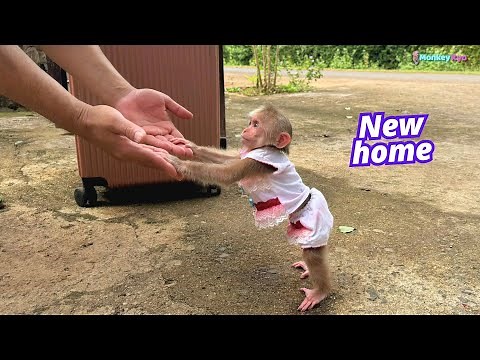 Kyo is excited to explore his new life with Dad!