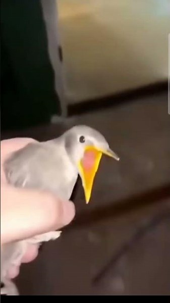 bird screaming meme #memes #funny #meme #myfyp #is #healing #fypyoutube #fyp