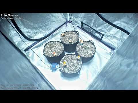 Auto Flower 4 - Weeks 1 and 2 - Cannabis Time Lapse