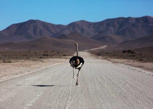 How Fast Can an Ostrich Run? Speeds, Unique Features | Storyteller Travel