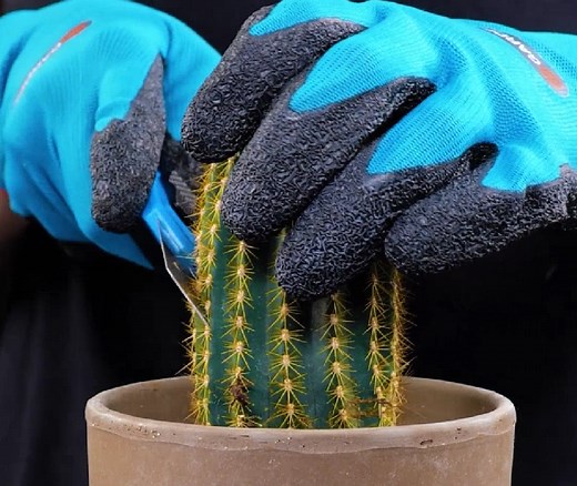 How to Propagate Plants From Cuttings | Green Bean