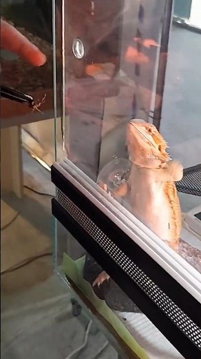 Feeding the Bearded 🦎🦎 Dragon Lizard (Pogona vitticeps)😋Exhibition