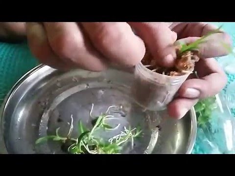 Growing Orchids from Seed Germination (Orchids Care Tips)