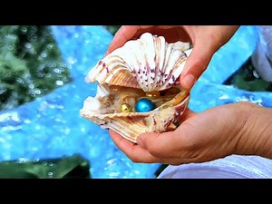 Blue Pearl! This variety of Phoenix pearl shells produces high quality pearls