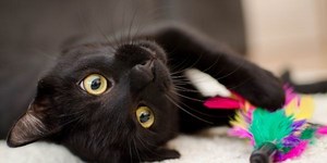 How to Clean Cat Pee and Poop Accidents | Preventive Vet