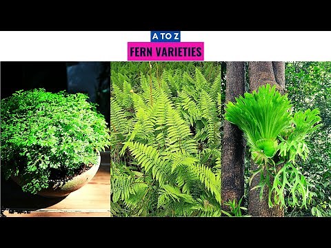 Fern Varieties A to Z