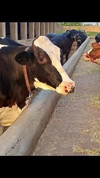 Top 10 Dairy Cattle Breeds İn the World | Highly Milking Cows Breed dairy farm | Cow Farming