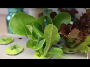 AeroGarden Harvest Unboxing | Growing Indoors | Hydroponic Herb Garden