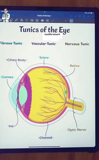 Understanding the 3 Tunics of the Eye for Medical Students
