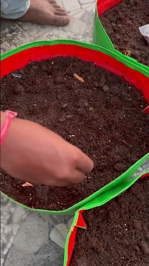 Terrace gardening starts with one seed and a lot of love! 💚#organicgardening #smallspacegardening