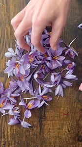 302K views · 1.9K reactions | MYTH: You can’t grow saffron in...