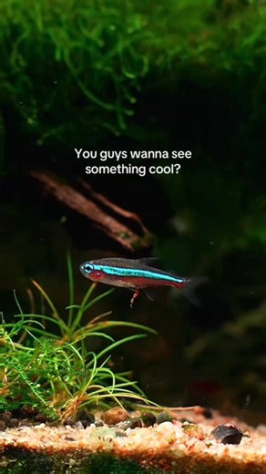 2.9K views · 13 reactions | You guys see fish pooping!  #aquarium #aquariumhobby #fishtank #aquariumlife | Trip Aquarium | Facebook