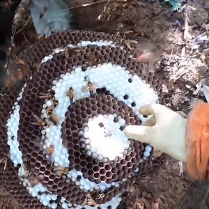 1.5K views · 62 reactions | Digging an invasive hornet nest | Ground Wasp Nest Removal | Bees Reels | Facebook