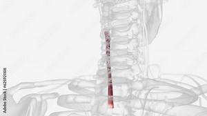 The left common carotid artery arises from the aortic arch within the superior mediastinum .