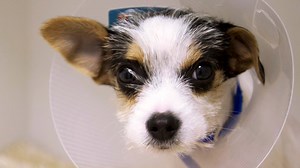 The Supervet: Noel Fitzpatrick - Series 6: Episode 1 | Channel 4