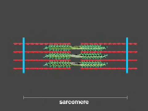 How a muscle contraction is signalled - Animation