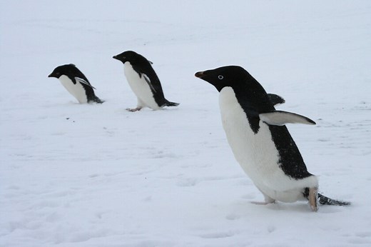 Qué es init, el sistema de arranque de Linux (y qué alternativas existen según la distribución que uses)