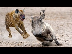 Hyena eating a Warthog while still alive!!!