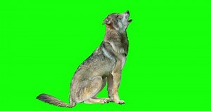 An animated wolf performing a variety of actions (some loopable) over a green background. The wolf stands and howls, growls, creeps, walks, sits down, and howls.