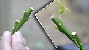 Grafting Kaffir lime on to lime plant. Easy Method | Grafting Examples