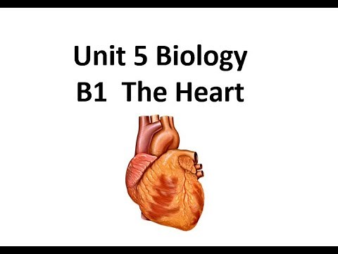 BTEC Applied Science: Unit 5 B1 The Heart