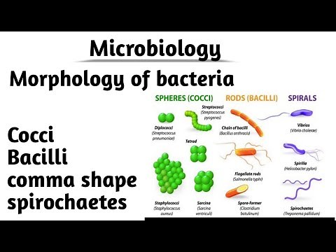 Microbiology #1 Morphology of bacteria ( Morphological classification of bacteria)