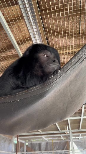 Facts About Falcore the Howler Monkey