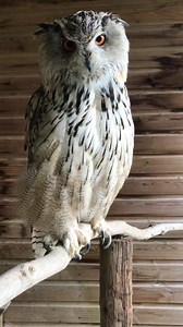 189 reactions · 20 shares | What a lovely hoot from Ivan this morning!黎 | Screech Owl Sanctuary & Animal Park | Facebook