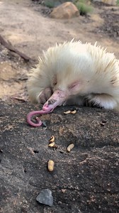 4.5M views · 81K reactions | Wow So beautiful Albino Echidna feeding Frenzy | Top Birds | Facebook