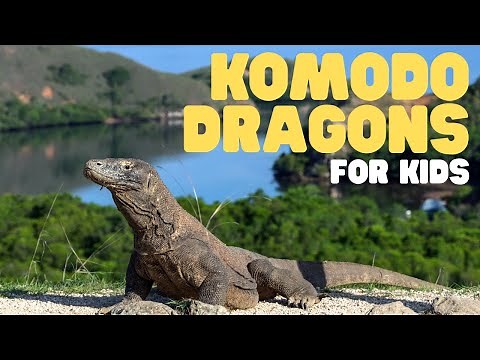 Komodo Dragons for Kids | Learn all about these apex predators!