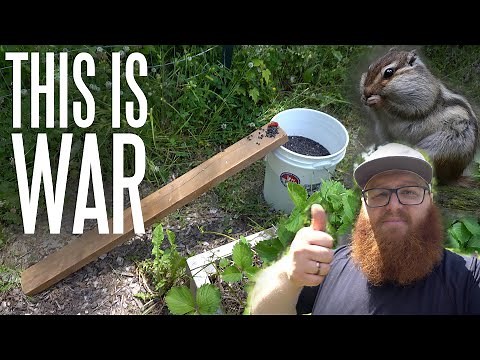 The Best Trap For Chipmunks and Mice PERIOD!