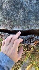 finding a corn snake behind bark! #animals #snakes | adventorin