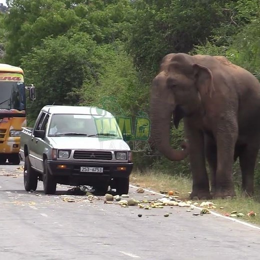 Feeding an elephant on the road | Elephant | Animals | Wildlife | Nature #elephant #animals #wild