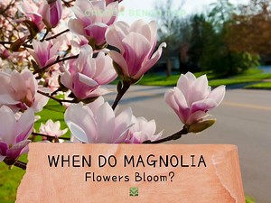 When Do Magnolias Bloom? Beginners Guide to Magnolia Flowers