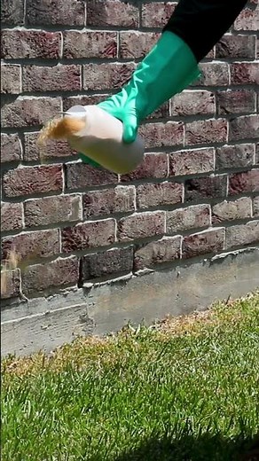 The Quick Guide to Earwigs [Occasionally Invasive Pests]