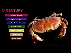 Linnaean System of Classification | Biology