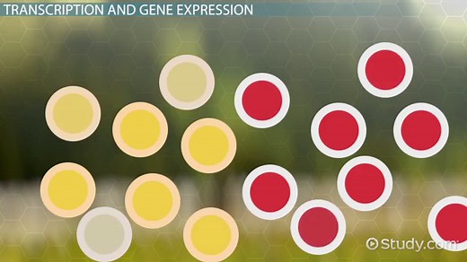 Transcription Factors | Definition, Functions & Types