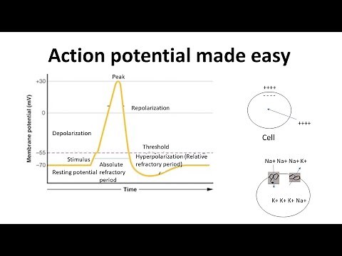 Action potential for beginners | Action potential in neurons made easy | Biology lectures |