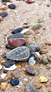 2K views · 62 reactions | It's World Turtle Day  A day to...