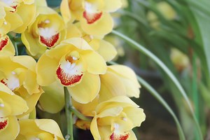 How to repot orchids