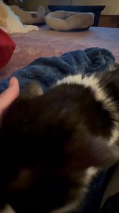 Merlin's Hope: Ragdoll Rescue on Reels