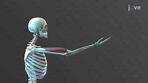 Video: Isotonic and Isometric Muscle Contractions