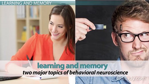 Behavioral Neuroscience | Definition, Branches & Areas of Study