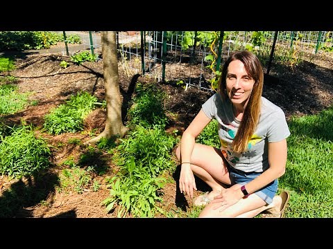How to MAKE A BUTTERFLY GARDEN | Butterfly Garden Basics