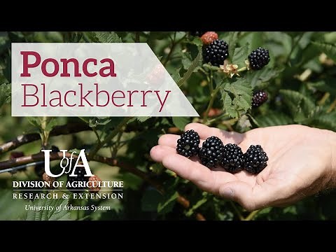 Ponca Blackberry