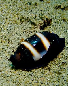 75K views · 5.2K reactions | Cowrie shells are the protective outer shells of small marine snails. They are found in warm, tropical seas, particularly in the Indian Ocean and the Pacific. 錄 Critter Republic Dive Center . . . #ocean #cowrie #marinelife | Critter Hunter | Facebook
